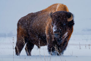 Wind River Tribal Buffalo Initiative photo of a buffalo
