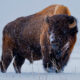 Wind River Tribal Buffalo Initiative featured in The Chronicle of Philanthropy