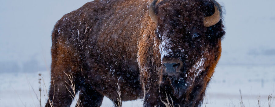 Wind River Tribal Buffalo Initiative photo of a buffalo