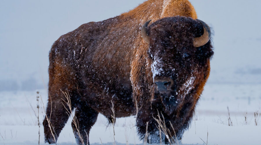 Wind River Tribal Buffalo Initiative photo of a buffalo